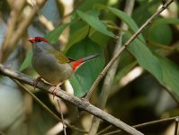 DSC03464 Red-browed Firetail @ Palmdale bf.jpeg