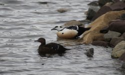 0169 Steller's Eider.JPG