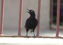 Caribe Grackle DSCF5435.JPG