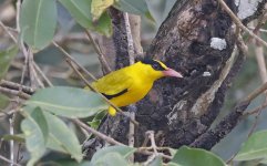 A206 Black-naped Oriole 002.jpg