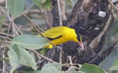 A206 Black-naped Oriole 005.jpg