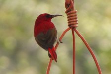 Temmink's Sunbird IMG_8545.JPG