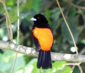 Scarlet-rumped Tanager.jpg