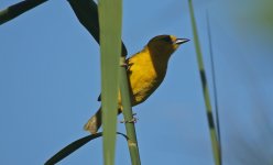 04 Slender-billed Weaver 003.JPG