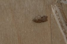 20240406 (1)_Acleris_ferrugana_or_A_notana.JPG