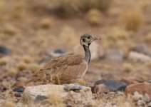 ruppell bustard cu.JPG