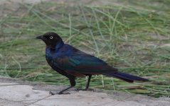 ruppells starling.JPG