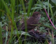 Sichuan Bush Warbler_Longcanggou_030618a.jpg