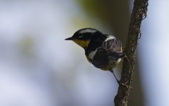 75 Magnolia Warbler 008.jpg