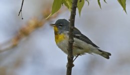 Northern Parula 07.jpg