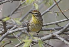 76 Palm Warbler 008.jpg