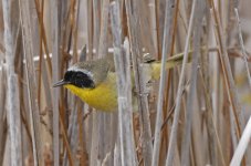 66 Common Yellowthroat 002.jpg