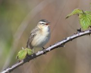 Sedge Warbler_Girdle Ness_080520a (2021_01_10 14_03_20 UTC).jpg