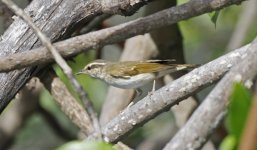 274 Sakhalin Leaf Warbler 001.jpg