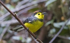 Collared Redstart 002.jpg