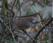 Yellow Bellied Bush Warbler_Yushan_010117a.jpg