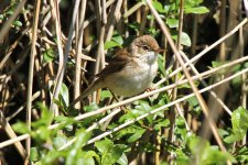 0744 Reed Warbler.JPG