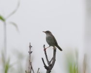 Pleske's Grasshopper Warbler_Miyakejima_260623a.jpg