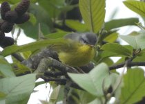 Gray-hooded Warbler P1080044.JPG