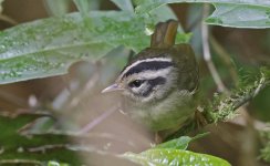 Costa Rican Warbler 002.jpg