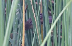 246 Pallas's Grasshopper Warbler 020.jpg