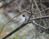 Blackcap_Girdle Ness_060424a.jpg