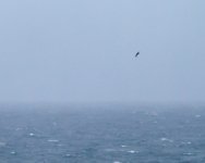 Bonxie_Girdle Ness_060424a.jpg