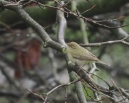 Chiffchaff_Girdle Ness_060424a.jpg