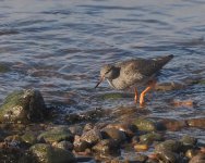 Redshank_Girdle Ness_060424a.jpg