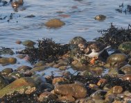 Turnstone_Girdle Ness_060424a.jpg