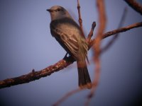 Flycatcher_Chapada_260708a.jpg