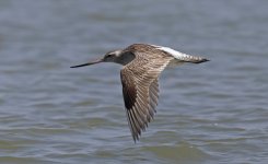 Bar-tailed Godwit 003.jpg