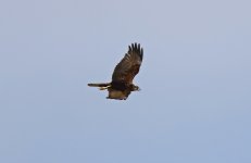 Marsh Harrier 001.jpg