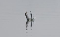 Sandwich Tern 008.jpg