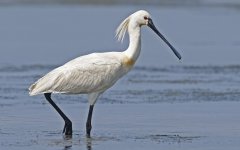 Spoonbill 010.jpg