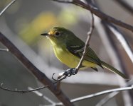 Minas Gerais Tyrannulet_Bahia_290719a.jpg