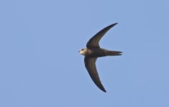 Pallid Swift 02.jpg