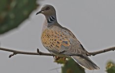 Turtle Dove 005.jpg