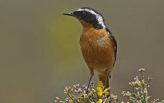 Moussier's Redstart 010.jpg