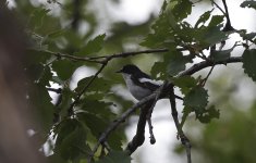 Atlas Flycatcher 009.jpg