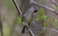 33 Least Flycatcher 09.jpg