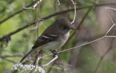 33 Least Flycatcher 06.jpg