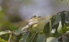 Yellow Tyrannulet 001.jpg