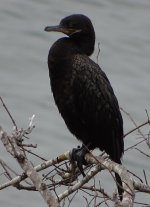 neotropic cormorant.JPG