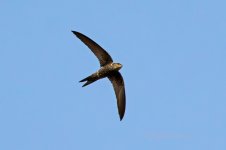 Plain-Swift-(50)-fbook.jpg