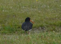 SIPied_Oystercatcher_Glentanner_291108a.jpg