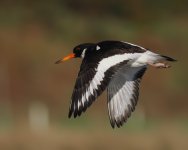 Oystercatcher_Girdle Ness_140123c.jpg