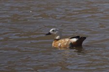 Ruddy Shelduck 004.jpg