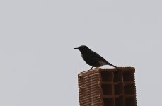 Black Wheatear 003.jpg