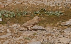 Trumpeter Finch 008.jpg